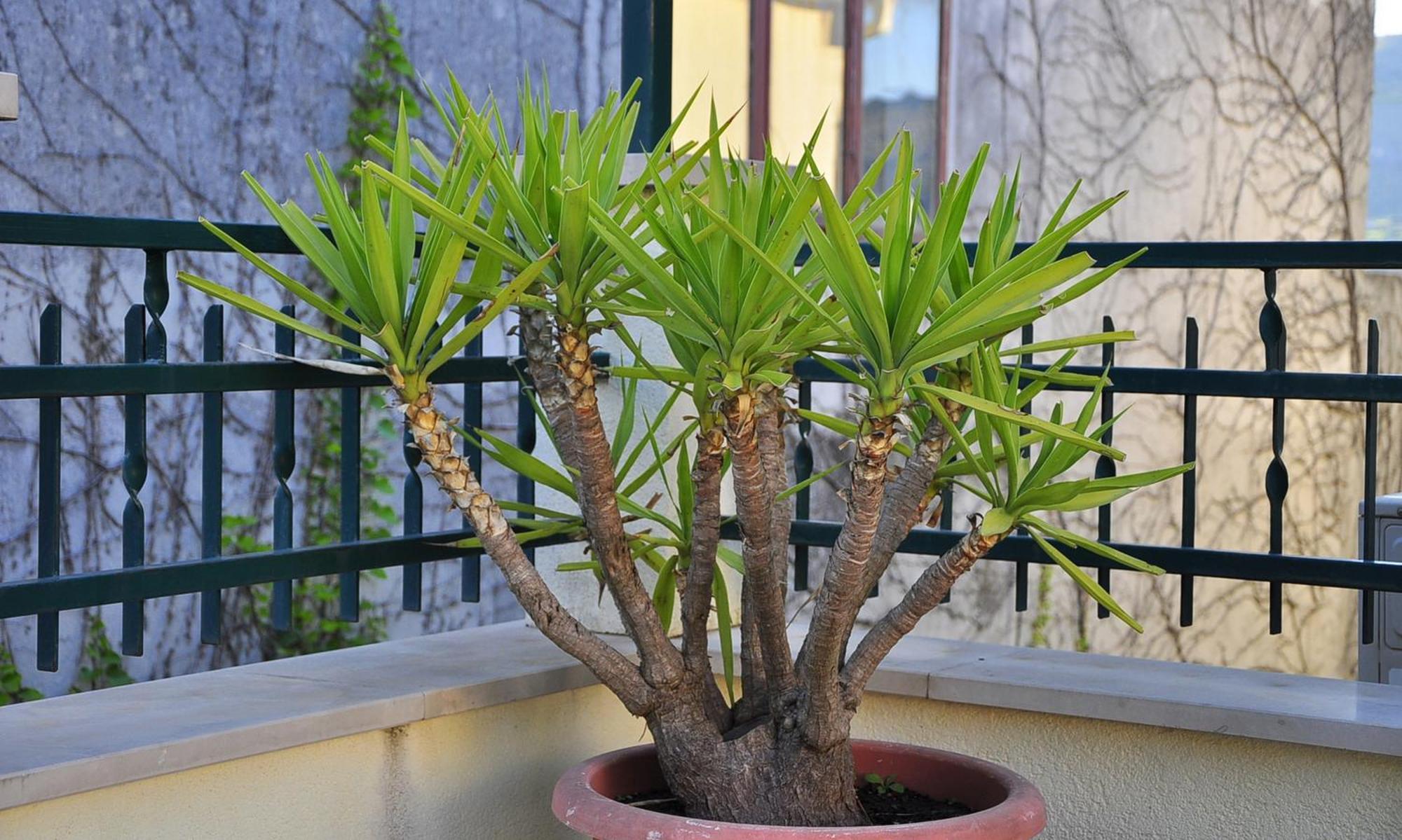 Guest House Bakica Trogir Extérieur photo